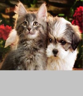 kittens-and-puppies-wallp